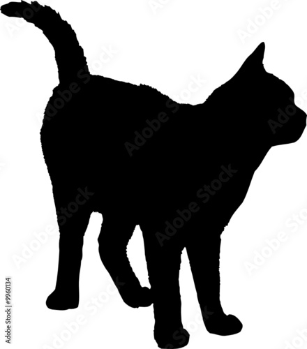 silhouette chat