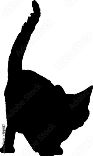 silhouette chat
