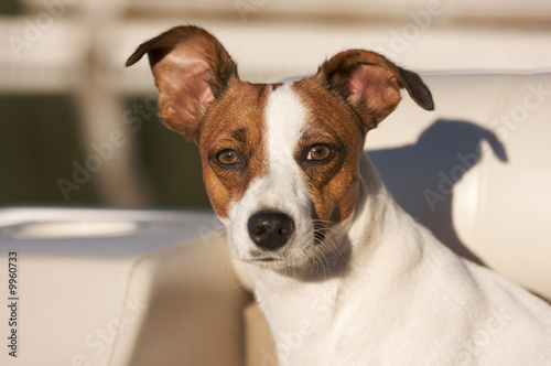 Majestic Jack Russell Terrier Dog Portrait