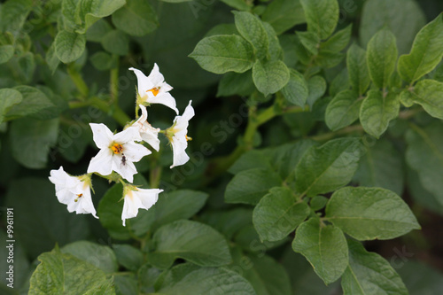 Kartoffelblüte photo