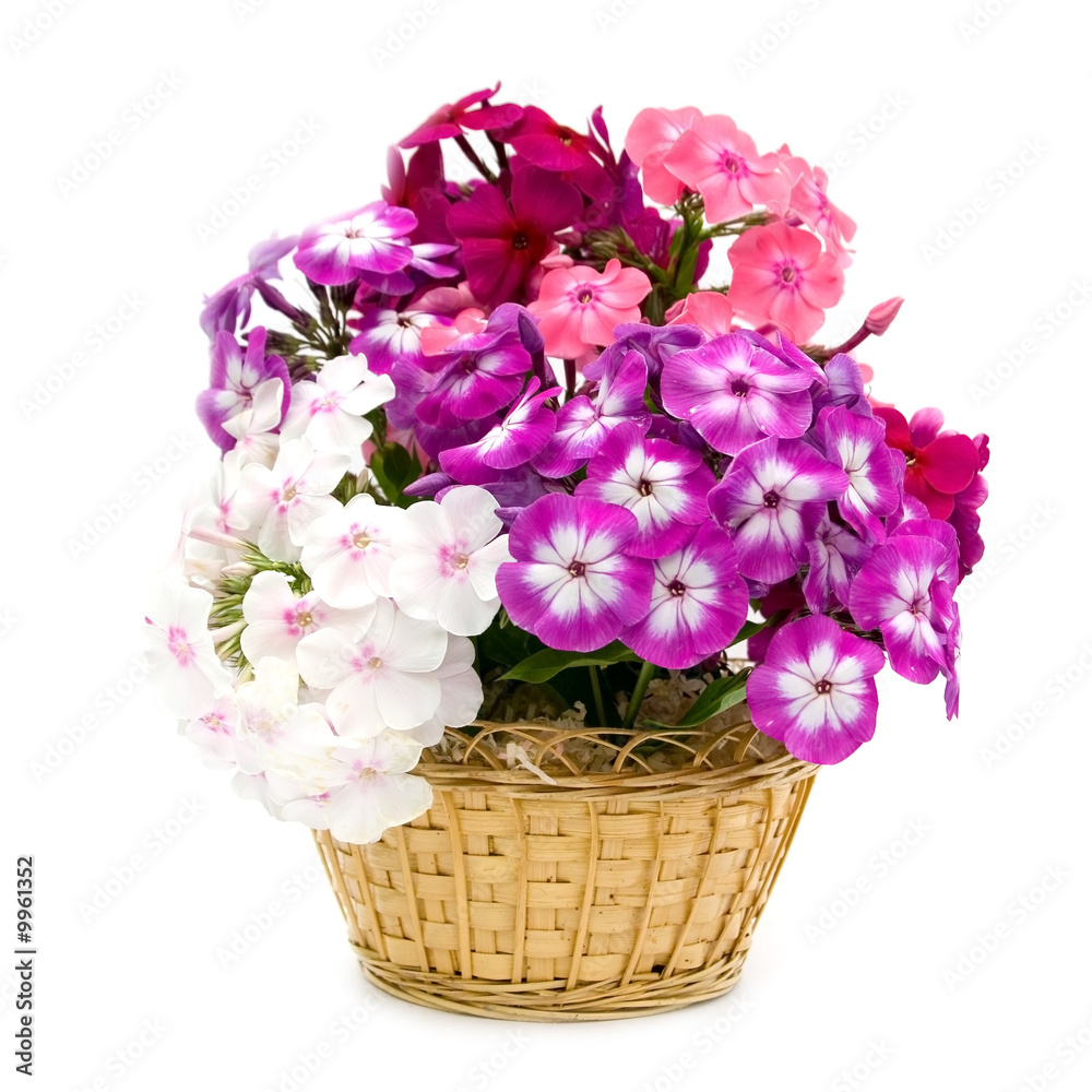 Bouquet of phloxes on a white background
