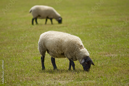 Schaf auf einer Wiese