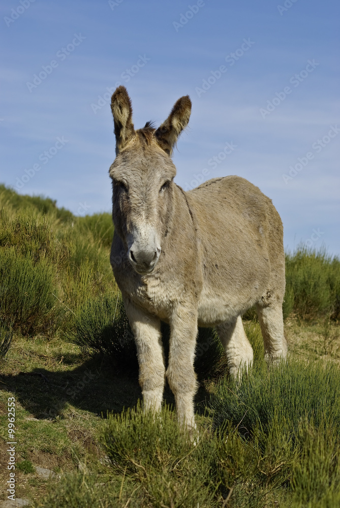 Fototapeta premium Âne