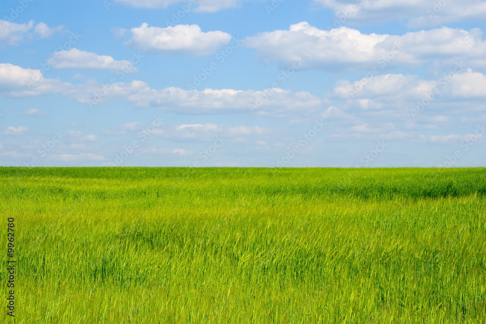 Wheaten field and the blue sky..