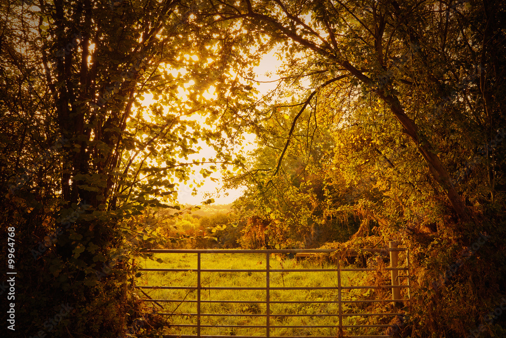 Autumn countryside with sun through trees Autumn countryside with sun through trees