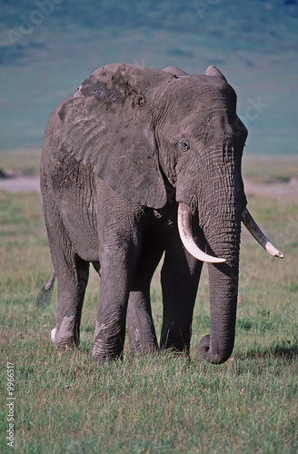 Large bull elephant in Ngorongoro Crater  Tanzania