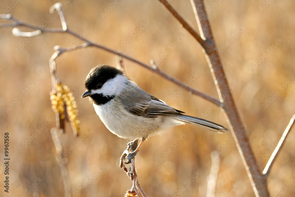 Black-capped chickadee perching on a twig in fall Black-capped chickadee perching on a twig in fall