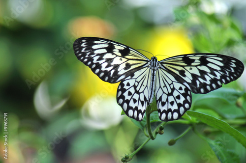 Black and White Butterfly © Toting