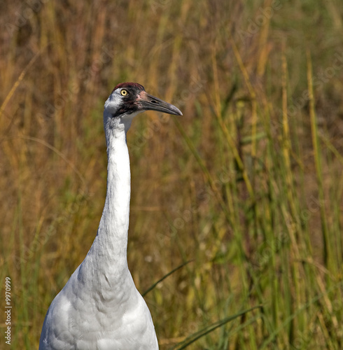 Closeup of a Whooping Crane in a marsh