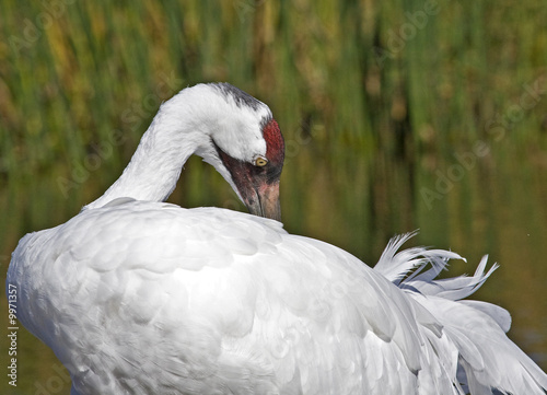 Closeup of a Whooping Crane preening its' feathers in a marsh