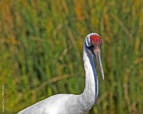 A closeup of a Whooping Crane in a marsh