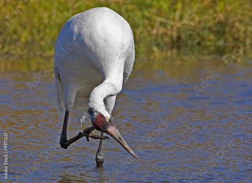 Whooping Crane scratching its' head while wading in a marsh