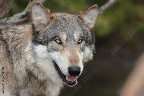 Grey Wolf Canis Lupus © Ryan Jaime