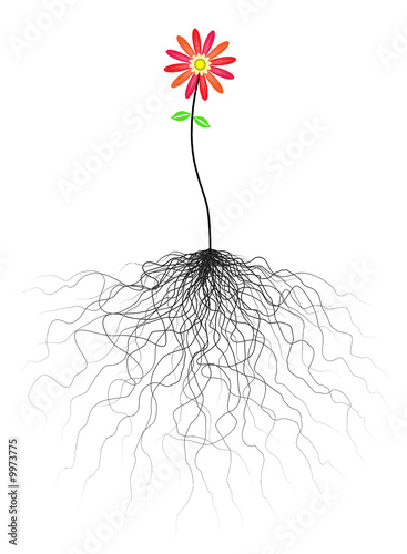 Flower and roots