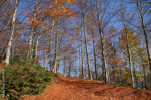 herbststimmung