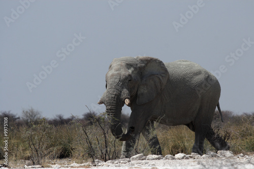 Elefant  Loxodonta africana  im Etosha-Nationalpark  Namibia