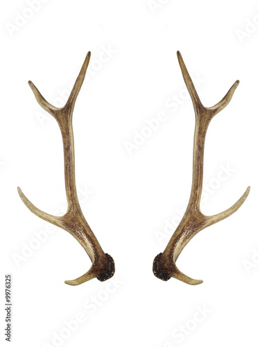 horns of roe deer on white background