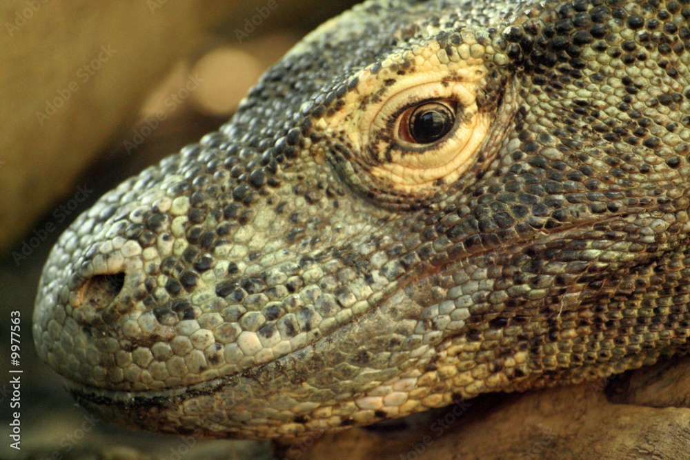 Fototapeta premium Dragon de Komodo