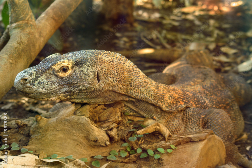 Naklejka premium Dragon de Komodo