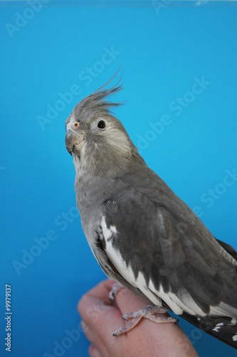 tame whitefaced grey cockatiel photo