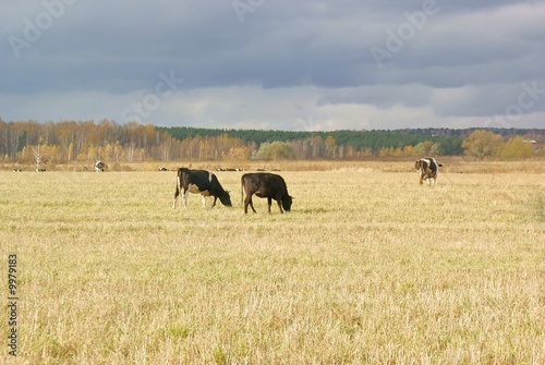 Cows grazing on autumn dry fields