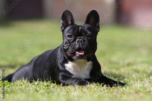 bouledogue français dans une pose hiératique