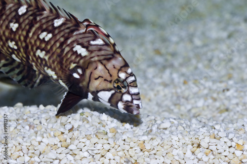 Novaculichthys taeniourus im Meerwasseraquarium photo