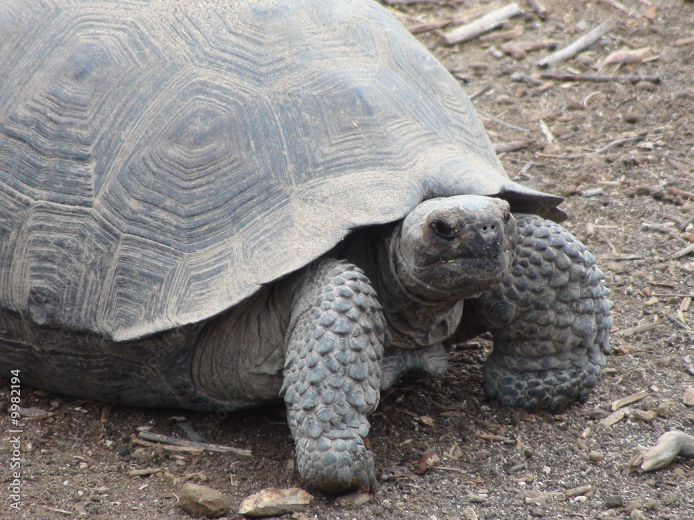 Giant Tortoise Giant Tortoise