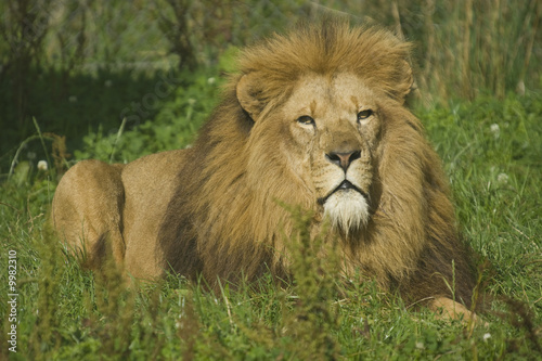 Close up of a Lion  Panthera leo 