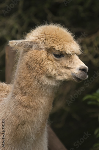 Close up of a Llama (Lama glama) © Stephen Meese