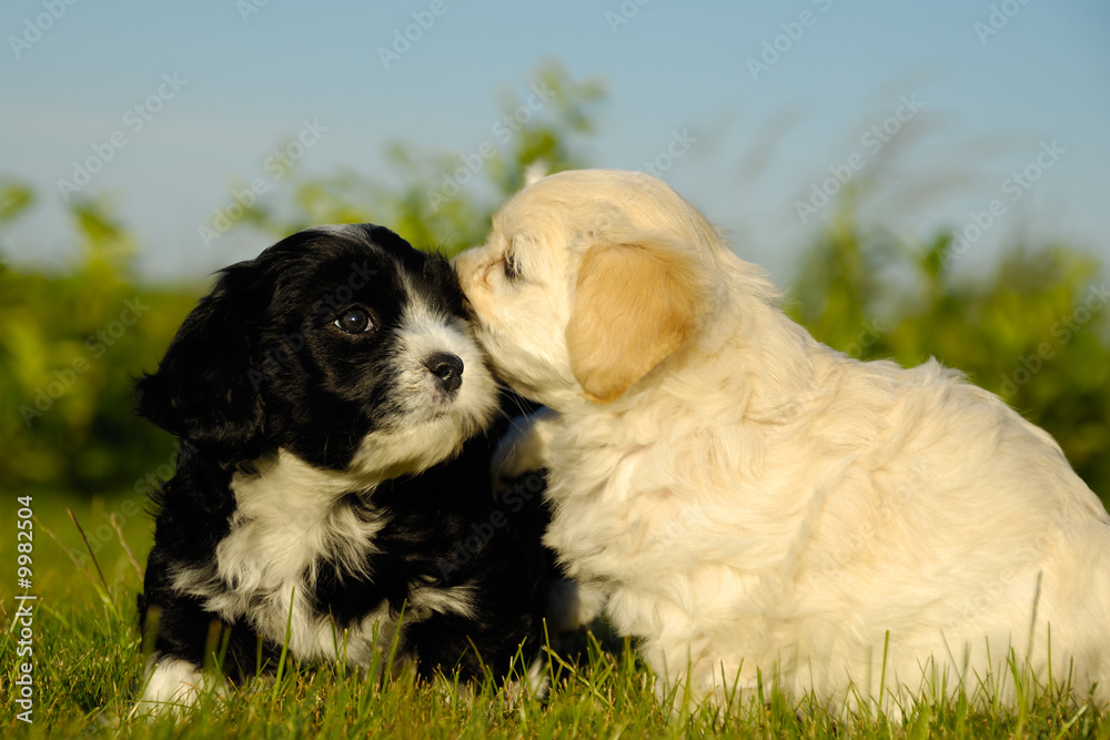 Two sweet puppy dogs in nature.