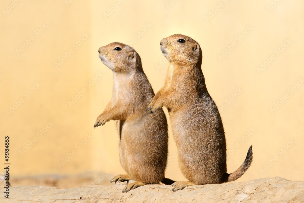 Fototapeta premium Sweet murine