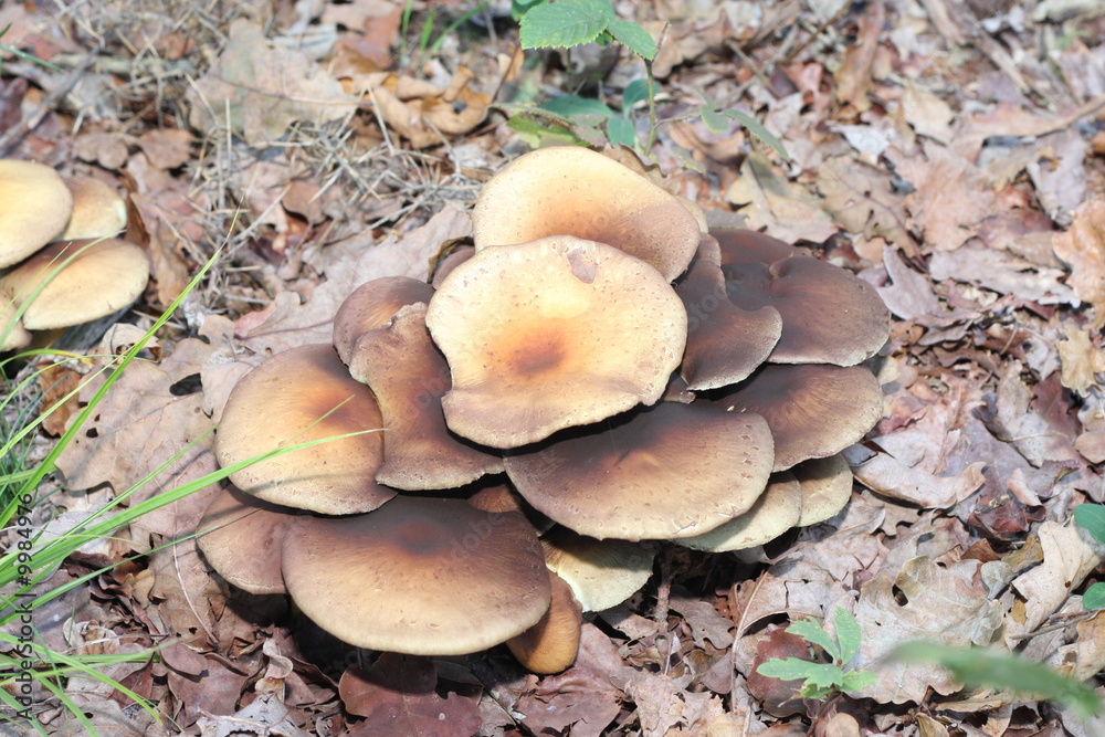 Champignons non comestibles en Médoc Champignons non comestibles en Médoc