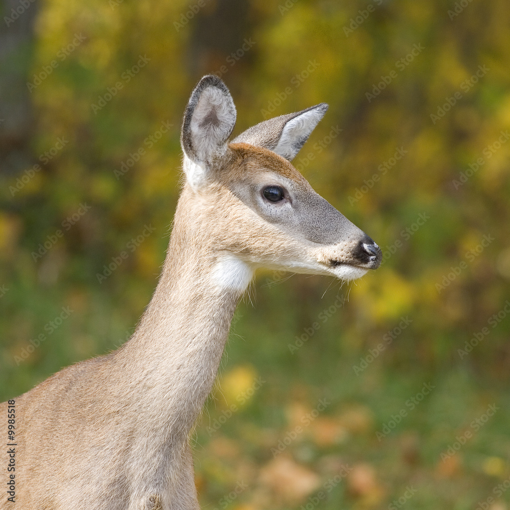 yearling whitetail on a forest edge in fall