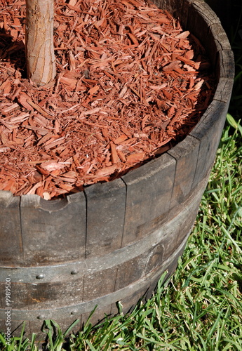 Potted Tree in Whiskey Barrel