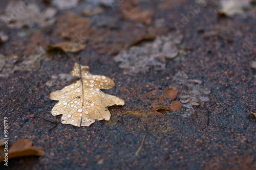 Brown autumnal leaf with drops of rain on damp ground.