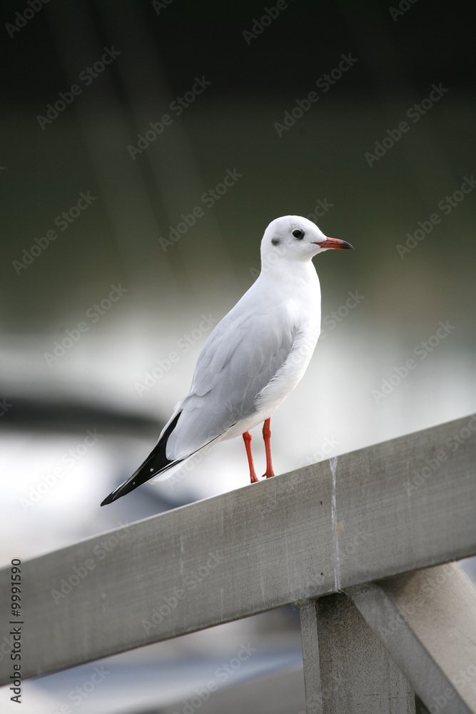 Obraz premium MOUETTE - 13moPx