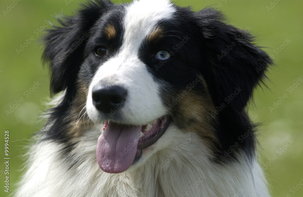 tête de berger australien aux yeux vairons