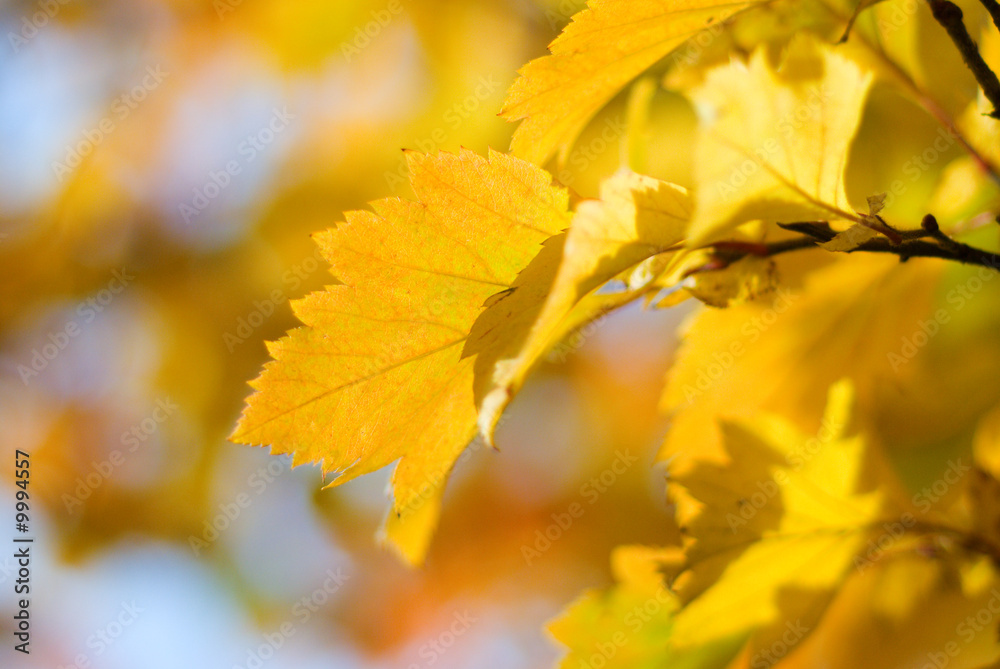 colorful autumn leafes macro closeup shallow DOF colorful autumn leafes macro closeup shallow DOF