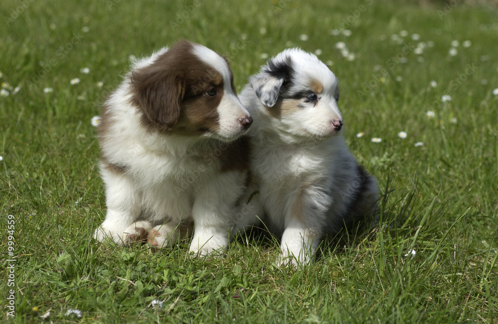 chiots bergers australiens regardant dans la même direction chiots bergers australiens regardant dans la même direction