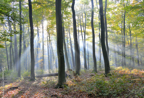 rayons lumineux en forêt