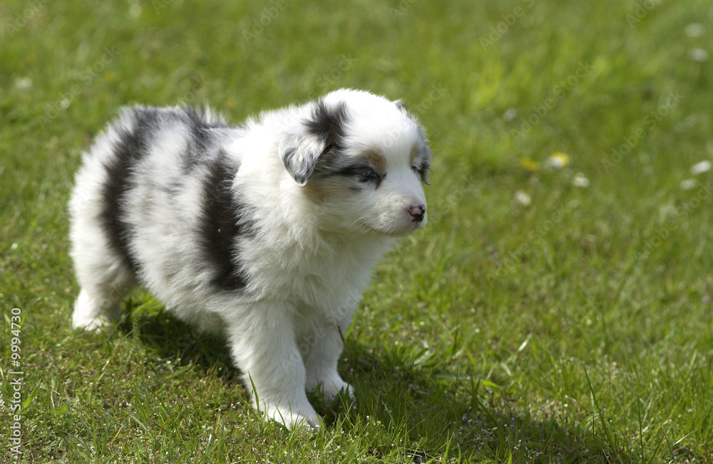 chiot berger australien immobile chiot berger australien immobile