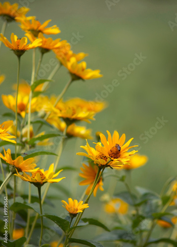 Yellow field flowers © SJ Travel Footage