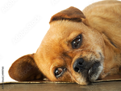 Принти на полотні Sleepy Doggy