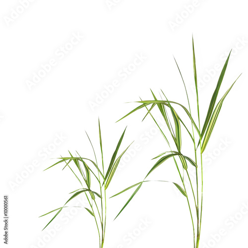 Abstract of bamboo grass isolated over white background.