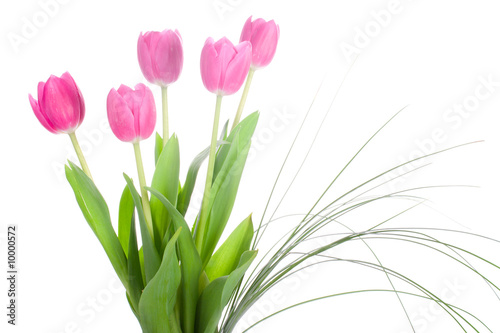 bouquet of pink tulips, isolated on white © percent