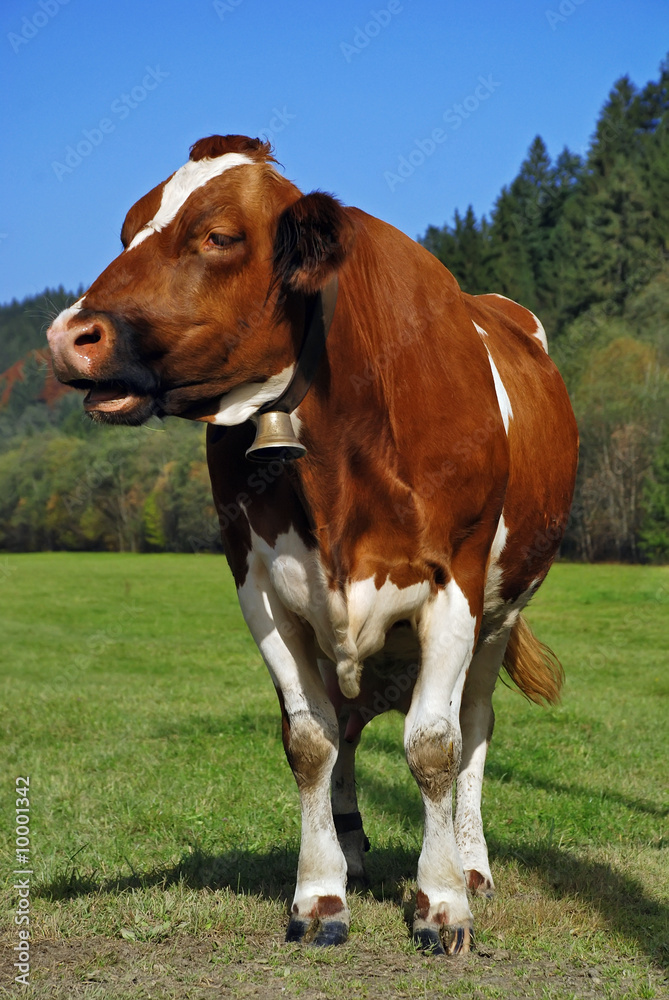 Brown cow standing Brown cow standing