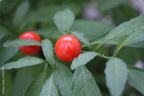 pommier d'amour photo