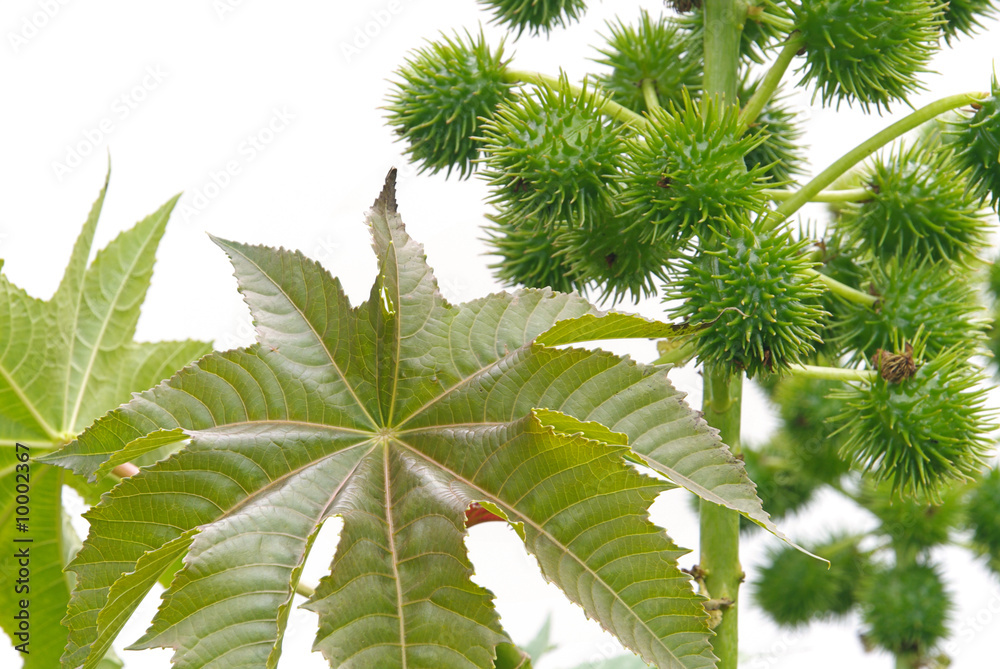 Wunderbaum - castor oil plant 11 Wunderbaum - castor oil plant 11