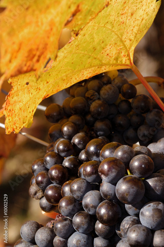 Blaue Trauben Close Up photo